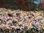 Helena slaketende slakken, Dieren en Toebehoren, Vissen | Aquariumvissen, Slak of Weekdier
