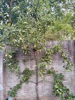 8 fruitbomen, appelbomen, pruimenbomen, perenbomen, Tuin en Terras, Planten | Bomen, Ophalen, Volle zon, Overige soorten
