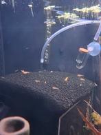 Kweekgroep Citroen garnalen, Dieren en Toebehoren, Vissen | Aquariumvissen, Kreeft, Krab of Garnaal