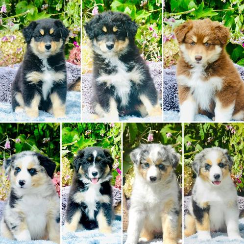 Prachtige pups. Australian shepherd x pomsky, Dieren en Toebehoren, Honden | Herdershonden en Veedrijvers, Meerdere dieren, Herder