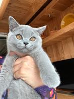 Brits korthaar poesje Raszuiver. Mag het nest verlaten!, Dieren en Toebehoren, Katten en Kittens | Raskatten | Korthaar, Kater