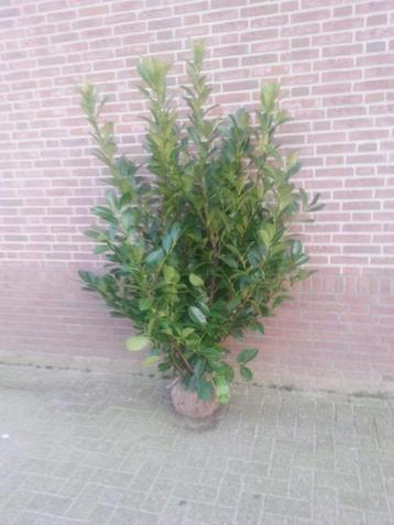 laurier rotundifolia te koop beschikbaar voor biedingen