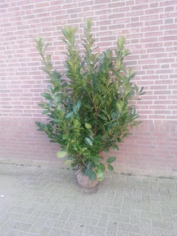 laurier rotundifolia te koop, Tuin en Terras, Planten | Struiken en Hagen, Struik, Laurier, 100 tot 250 cm, Ophalen