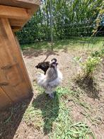 zijdehoender haan, Dieren en Toebehoren, Pluimvee, Mannelijk, Kip