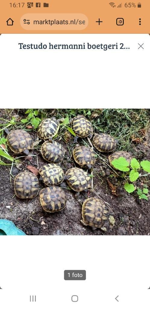 Testudo hermanni boetgeri