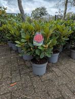 Rhododendron  40/50 cm, Ophalen, Rhododendron, Struik, Minder dan 100 cm