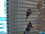 Te koop spitsstaartamadines, Dieren en Toebehoren, Vogels | Overige Vogels, Meerdere dieren, Tropenvogel