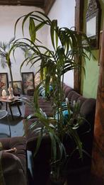Partij kunstpalmbomen 4 stuks, Huis en Inrichting, Woonaccessoires | Kunstplanten en Kunstbloemen, Ophalen, Gebruikt