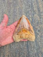 Fossiele Megalodon Haaientand – 138 mm | Perfecte Seraties, Verzamelen, Mineralen en Fossielen, Ophalen of Verzenden, Fossiel
