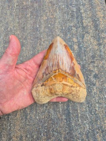 Fossiele Megalodon Haaientand – 138 mm | Perfecte Seraties beschikbaar voor biedingen