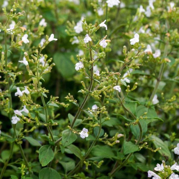 Calamintha Nepeta Marvelette White, Tuin en Terras, Planten | Tuinplanten, Vaste plant, Overige soorten, Volle zon, Zomer, Ophalen