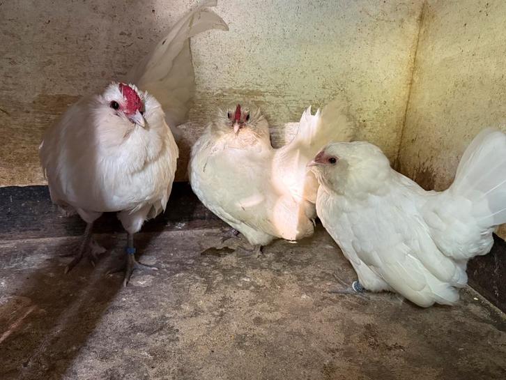 Tekoop witte antwerpse baardkrielen, Dieren en Toebehoren, Pluimvee, Kip, Meerdere dieren