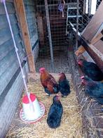 Broedeieren te koop van de marans kippen, Dieren en Toebehoren, Pluimvee, Geslacht onbekend, Kip