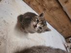 Boerderij kittens, Dieren en Toebehoren, Katten en Kittens | Overige Katten, Meerdere dieren, Kortharig, 0 tot 2 jaar