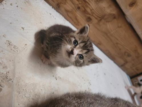 Boerderij kittens, Dieren en Toebehoren, Katten en Kittens | Overige Katten, Kortharig, Meerdere dieren, 0 tot 2 jaar