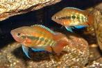 Herotilapia multispinosa - Regenboog Cichlide - Koidreams, Vis, Zoetwatervis