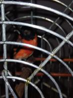 Kapoetsensijs man 2025, Dieren en Toebehoren, Vogels | Overige Vogels, Mannelijk