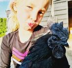 Prachtige Ayam Cemani kippen, Dieren en Toebehoren, Meerdere dieren, Kip