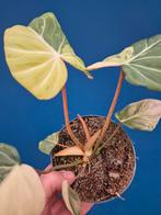 Philodendron Gloriosum Variegata p12, Huis en Inrichting, Kamerplanten, Ophalen of Verzenden, Halfschaduw, Minder dan 100 cm