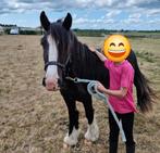 Tinker pony zoekt nieuw huisje, Dieren en Toebehoren, April, Mannelijk