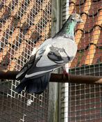 Sierduif, Geslacht onbekend, Tuimelaar of Roller