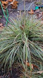Mooie Siergrassen voor uw Tuin - €2,50, Tuin en Terras, Planten | Tuinplanten, Ophalen