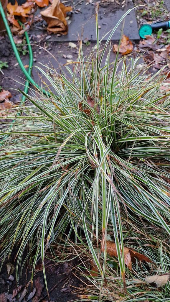 Mooie Siergrassen voor uw Tuin - €2,50, Tuin en Terras, Planten | Tuinplanten, Ophalen