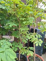 Kastanje exclusief pot, Ophalen, Minder dan 100 cm, Overige soorten, Zomer