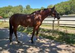 Prachtige Dressuurpony (Merrie, 8 jaar) + video's, Dieren en Toebehoren, Pony's, B, Dressuurpony, 7 tot 10 jaar, D pony (1.37m tot 1.48m)