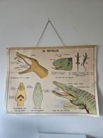 Schoolplaat reptielen uit 1962, Ophalen of Verzenden, Natuur en Biologie