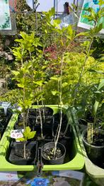 Hibiscus plantjes, Tuin en Terras, Volle zon, Vaste plant, Zomer, Ophalen