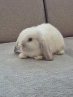 Mini Lop, Vrouwelijk, Dwerg