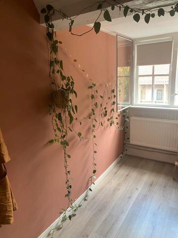 Hangplant met mandje beschikbaar voor biedingen