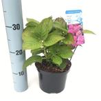 Hortensia (Hydrangea) Bol, Schermbloem, Annabelle limelight, Tuin en Terras, Planten | Tuinplanten, Ophalen, Overige soorten, Halfschaduw