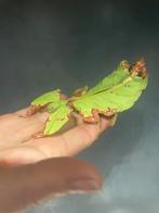 Wandelende bladeren, Dieren en Toebehoren, Reptielen en Amfibieën, Overige soorten, 0 tot 2 jaar