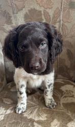 PRACHTIGE HEIDEDOODLE PUPS, Dieren en Toebehoren, Nederland, Overige rassen, CDV (hondenziekte), 8 tot 15 weken