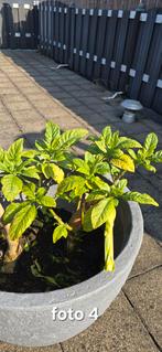 Brugmansia Stekjes - Gele Engelentrompet in Bloei, Vaste plant, Halfschaduw, Zomer, Ophalen