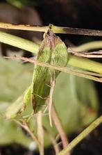 Wandelende takken, Dieren en Toebehoren, Insecten en Spinnen, Wandelende tak