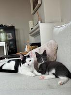 Kittens, Meerdere dieren, Kortharig, 0 tot 2 jaar