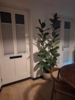 Grote Ficus Elastica - Prachtige Kamerplant, Huis en Inrichting, Kamerplanten, Ficus, In pot, 150 tot 200 cm, Groene kamerplant