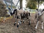 Mooie en lieve bonte ram!, Dieren en Toebehoren, Schapen, Geiten en Varkens, Mannelijk, Schaap