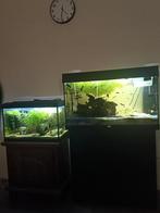 2 aquariums te koop, Ophalen, Zo goed als nieuw, Gevuld zoetwateraquarium