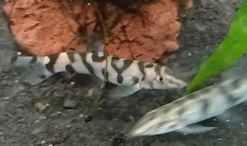 Hobbyaquarium Botia Lohachata / marmerbotia Zondag 12/17uur  beschikbaar voor biedingen
