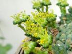 Caudex Euphorbia Gorgonis in de 15 cm pot, Overige soorten, In pot, Minder dan 100 cm, Bloeiende kamerplant