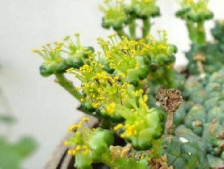 Caudex Euphorbia Gorgonis in de 15 cm pot, Huis en Inrichting, Kamerplanten, Overige soorten, Minder dan 100 cm, Bloeiende kamerplant