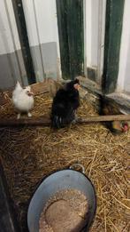 Drie jonge haantjes klein, Dieren en Toebehoren, Pluimvee, Mannelijk, Kip