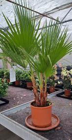 Washingtonia robusta palm., Overige soorten, 100 tot 250 cm, Zomer, Ophalen