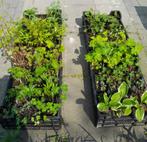 Vaste planten €1,00 per stuk, Ophalen, Vaste plant, Overige soorten, Halfschaduw
