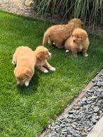 Nova scotia duck tolling retriever, Dieren en Toebehoren, Nederland, 8 tot 15 weken, CDV (hondenziekte), Meerdere