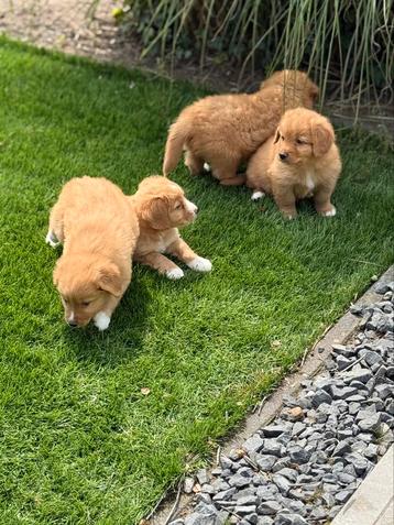 Nova scotia duck tolling retriever beschikbaar voor biedingen